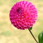 dahlia skipleyloisjean ads