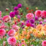 dahlia1