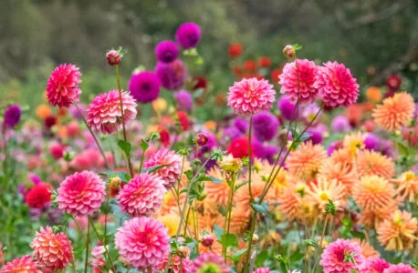 dahlia1