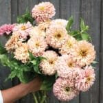 04945 01 ballerina zinnia