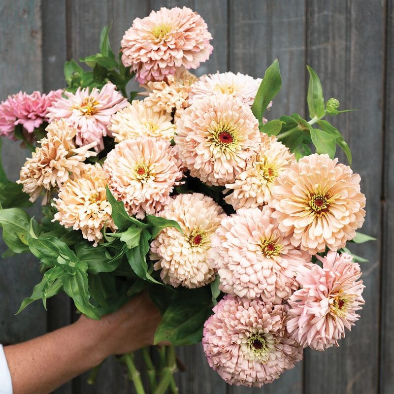 04945 01 ballerina zinnia