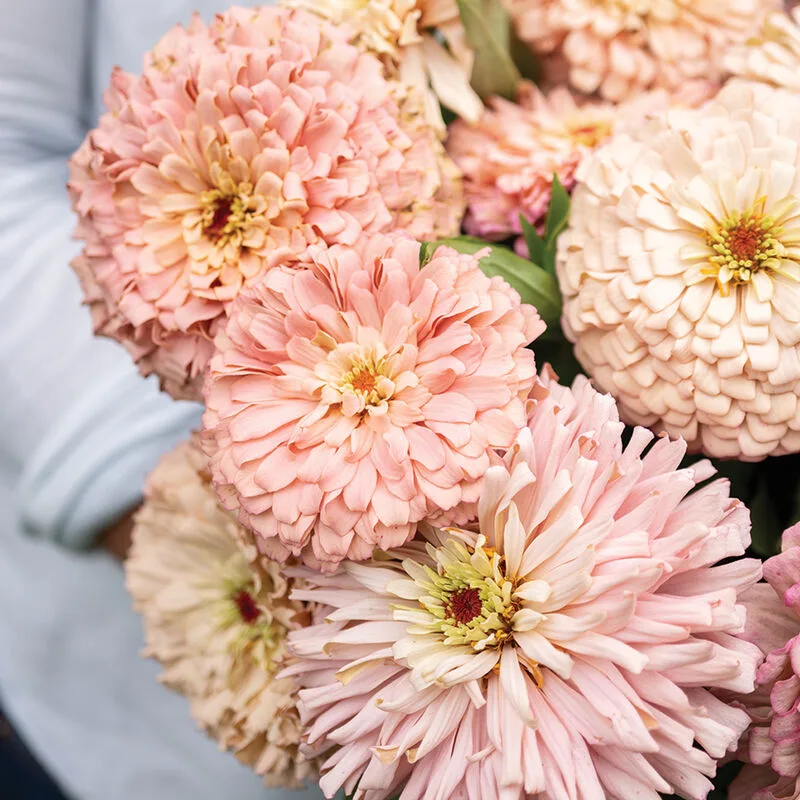 04945 04 ballerina zinnia